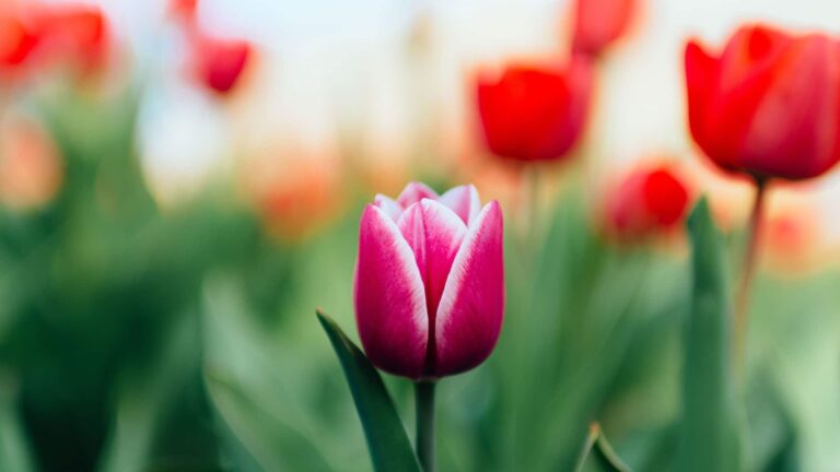 April Horoscopes