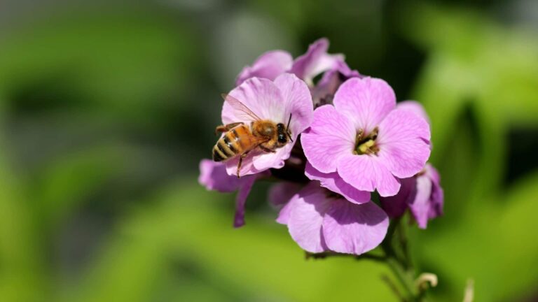 June Horoscopes