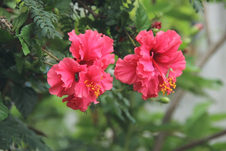 Vibrant pink hibiscus flowers blooming amidst green foliage in summer garden for the August horoscopes.