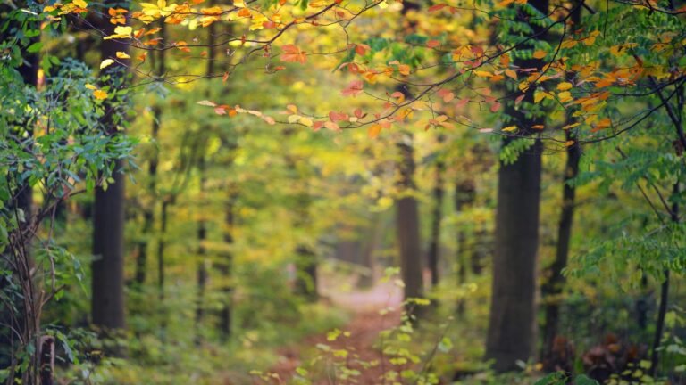September 2025 A tranquil forest path enveloped by vibrant autumn foliage and sunlight filtering through the trees.