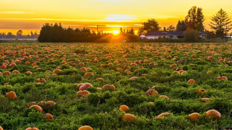 A vibrant field of pumpkins at sunset in Maple Ridge, BC, evoking a warm autumn atmosphere.
