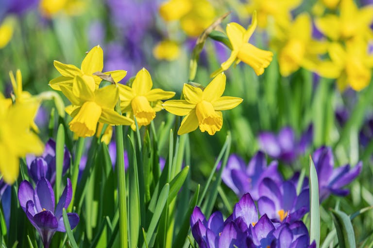 Colorful daffodils and crocuses blooming in spring, showcasing vibrant yellow and purple hues.