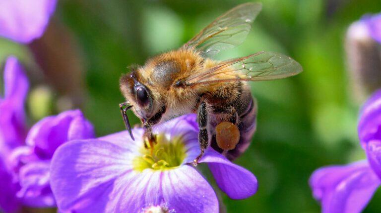 A close-up of a honeybee gathering pollen from a vibrant purple flower, showcasing pollination.